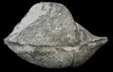 Nice Pyrite Replaced Brachiopod (Paraspirifer) - Ohio #34187-1